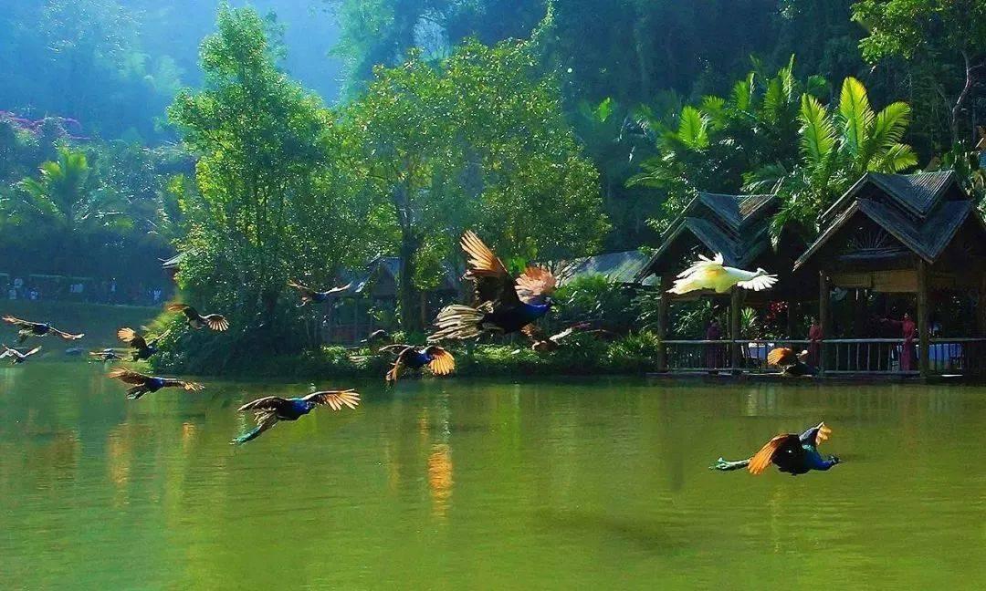 动物帮帮忙保卫家园